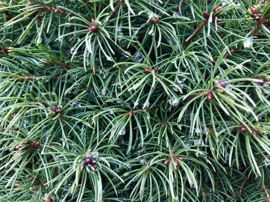 IMG_3446.jpg?type=w966