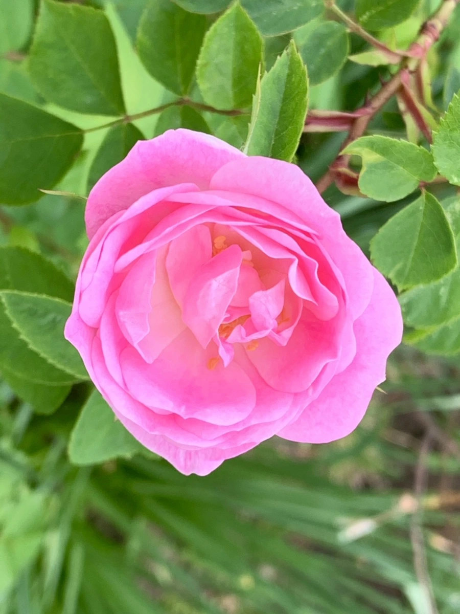 IMG_4854.jpg?type=w966