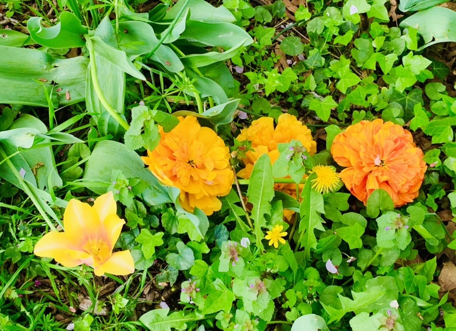 IMG_7001.jpg?type=w966