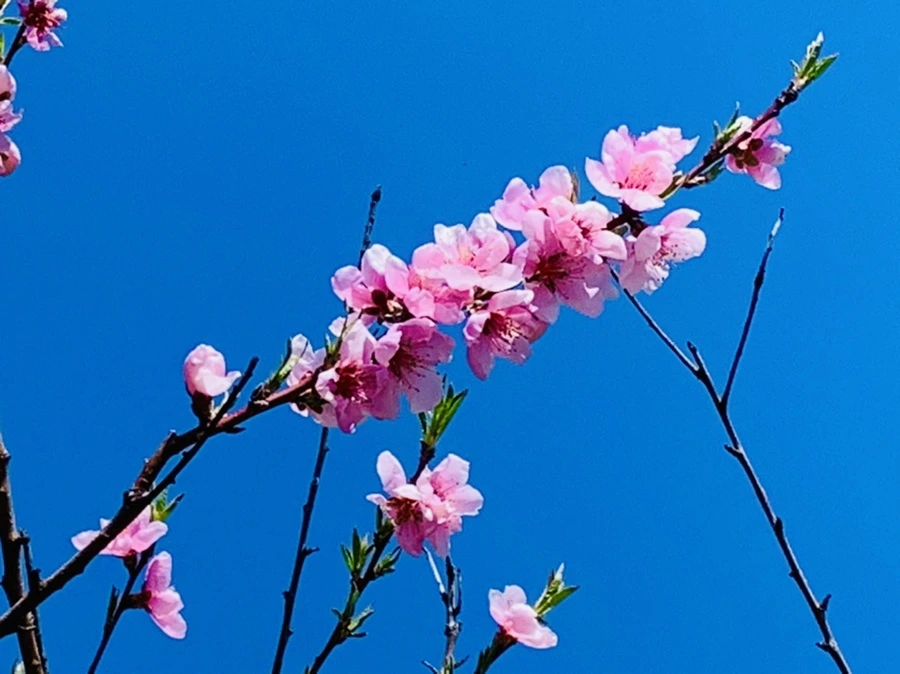 IMG_8169.jpg?type=w966