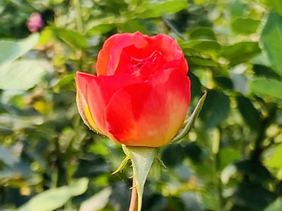 IMG_1214.jpg?type=w966