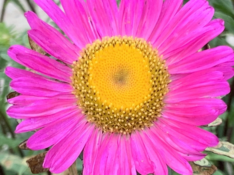 IMG_6098.jpg?type=w966