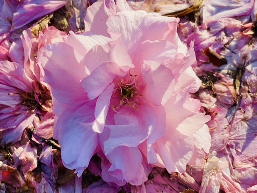 IMG_5923.jpg?type=w966