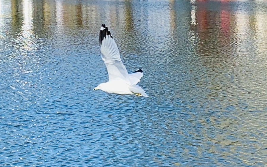 IMG_9269.jpg?type=w966