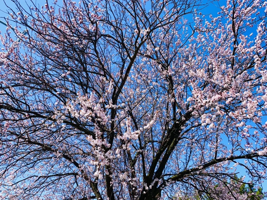 IMG_7919.jpg?type=w966