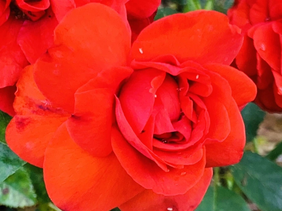 IMG_6932.jpg?type=w966