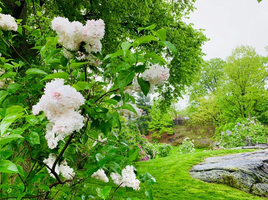 IMG_0056.jpg?type=w966