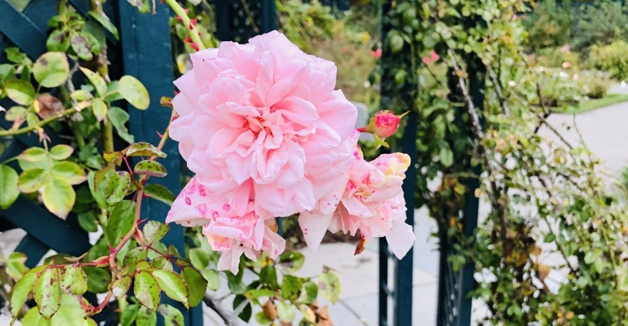 IMG_2255.jpg?type=w966