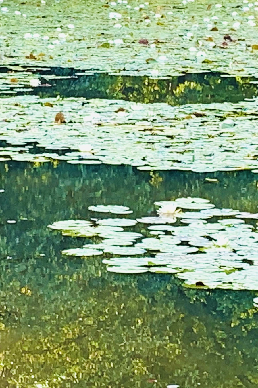 IMG_1963.jpg?type=w966