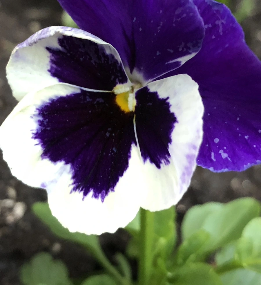 IMG_0951.jpg?type=w966