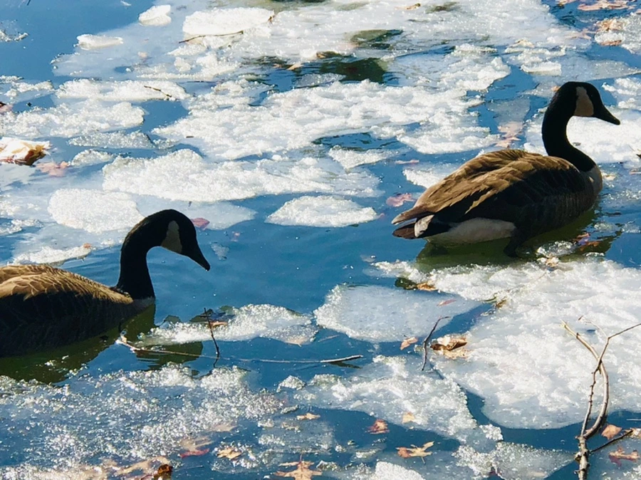 IMG_5089.jpg?type=w966