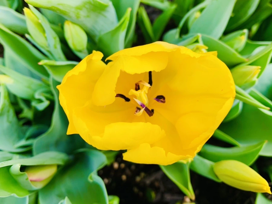 IMG_4657.jpg?type=w966