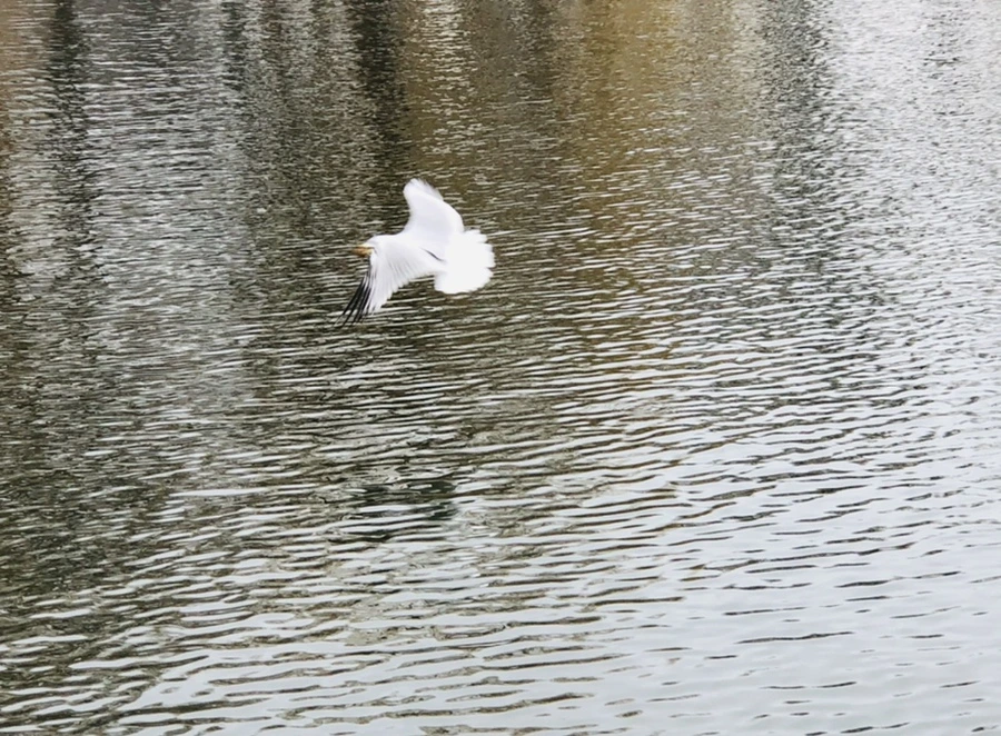 IMG_3312.jpg?type=w966