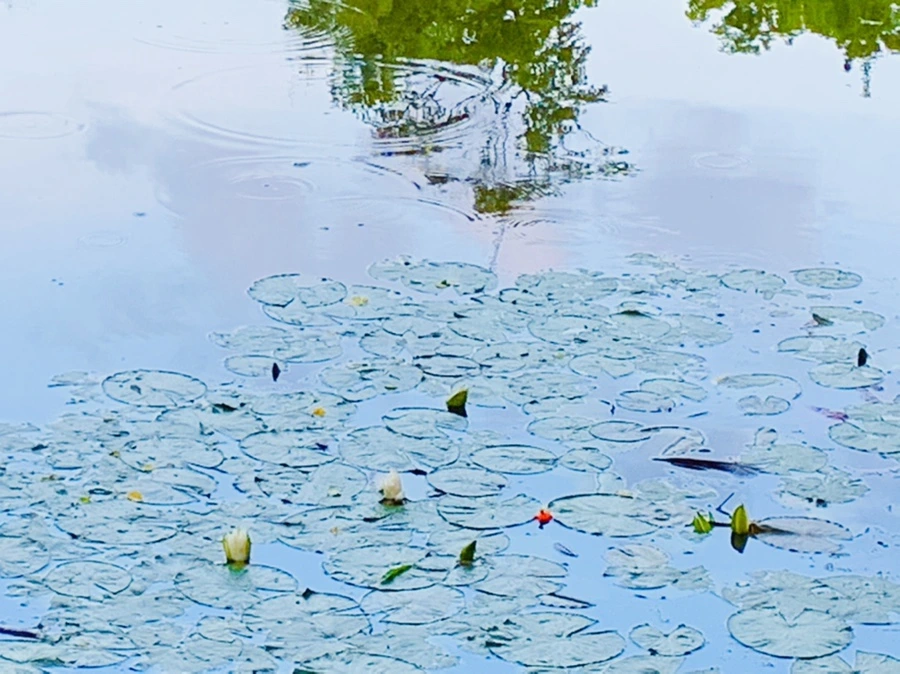 IMG_2986.jpg?type=w966