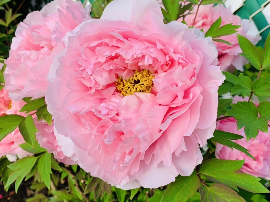 IMG_9096.jpg?type=w966