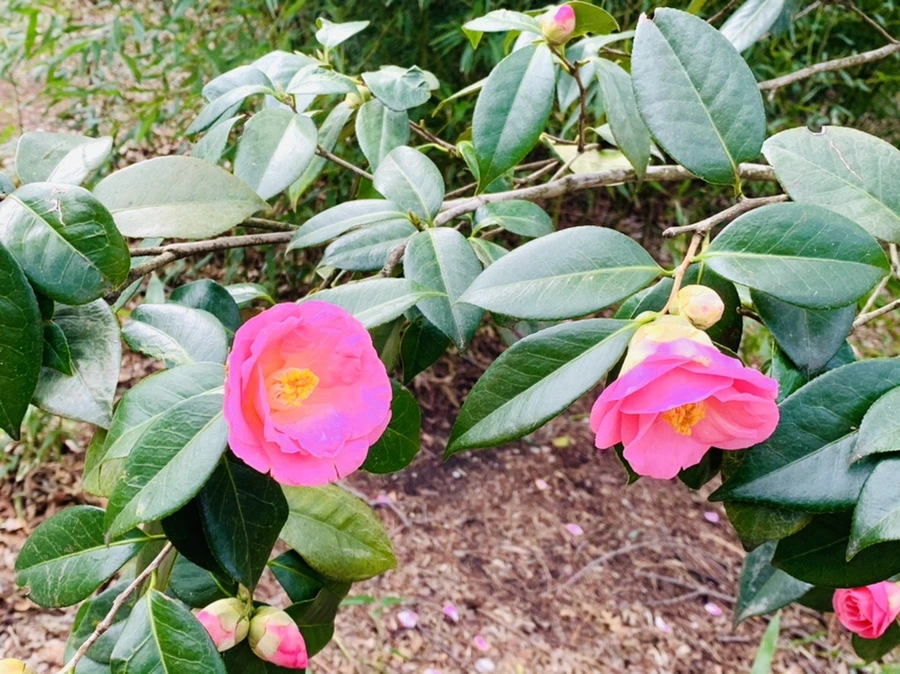 IMG_6435.jpg?type=w966