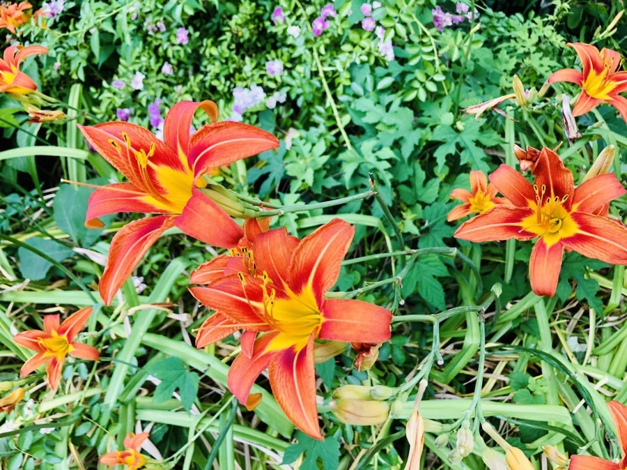 IMG_0329.jpg?type=w966