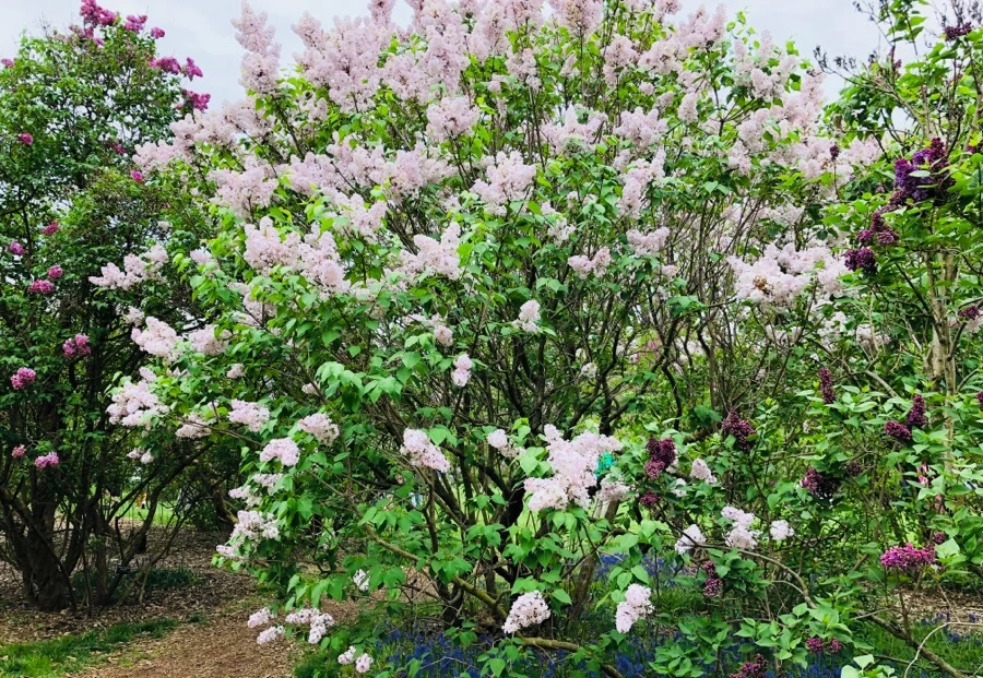 IMG_5479.jpg?type=w966