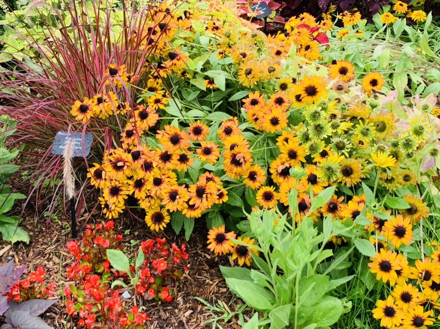 IMG_0995.jpg?type=w966