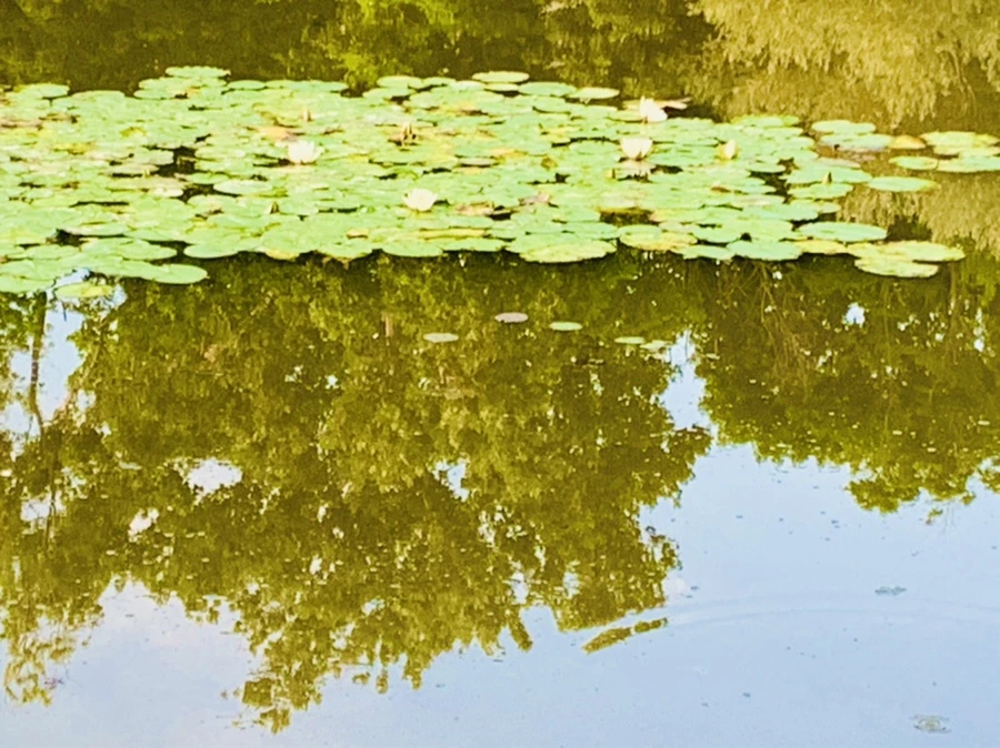 IMG_7866.jpg?type=w966