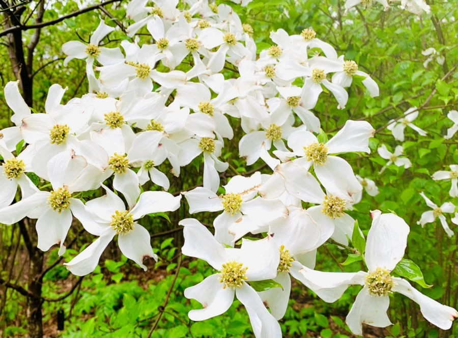 IMG_0306.jpg?type=w966