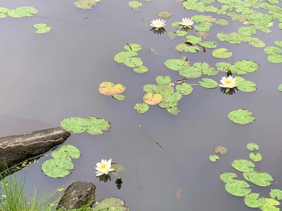 IMG_4860.jpg?type=w966