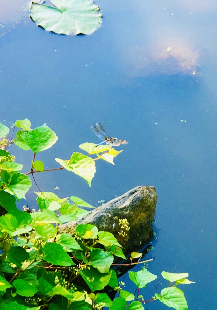 IMG_3978.jpg?type=w966