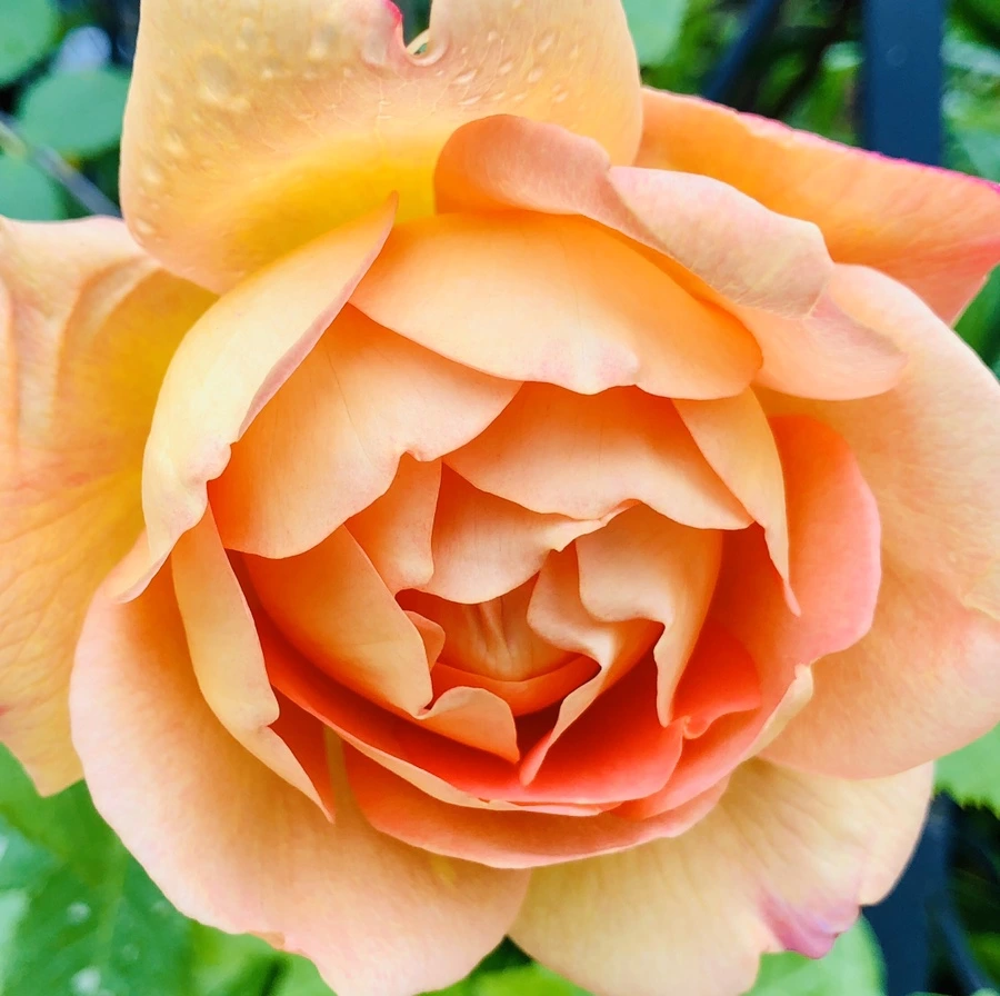 IMG_7521.jpg?type=w966