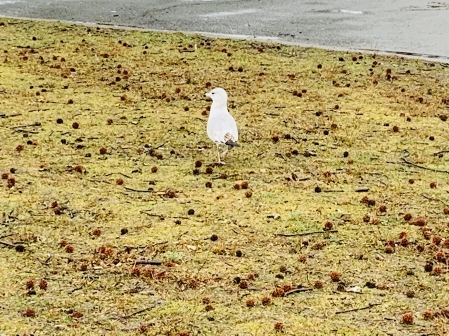 IMG_2063.jpg?type=w966