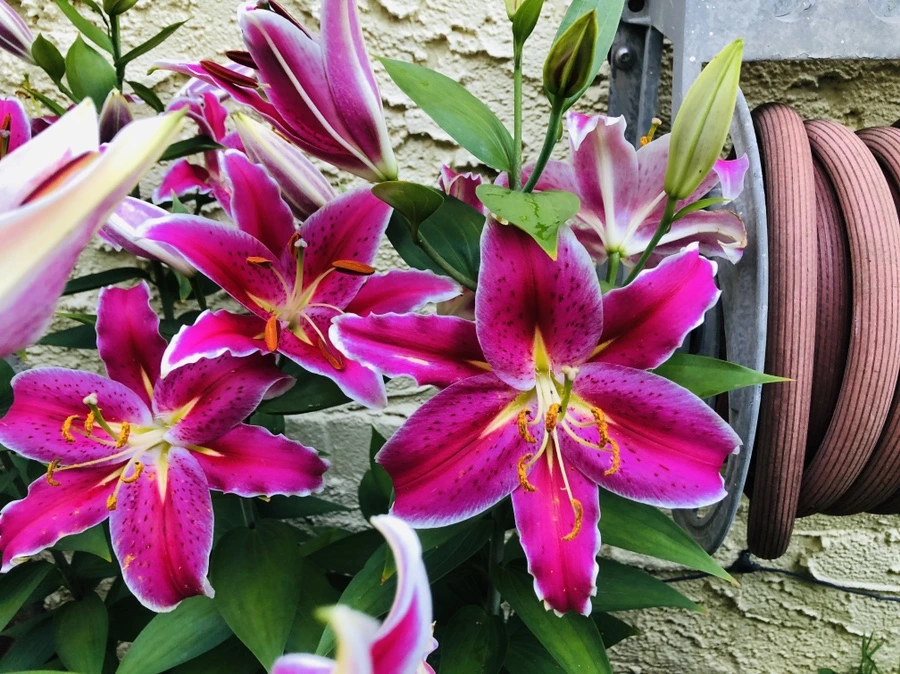 IMG_2447.jpg?type=w966