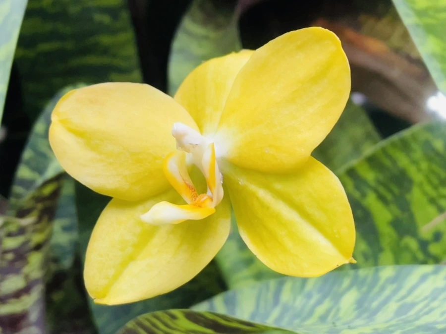 IMG_1319.jpg?type=w966