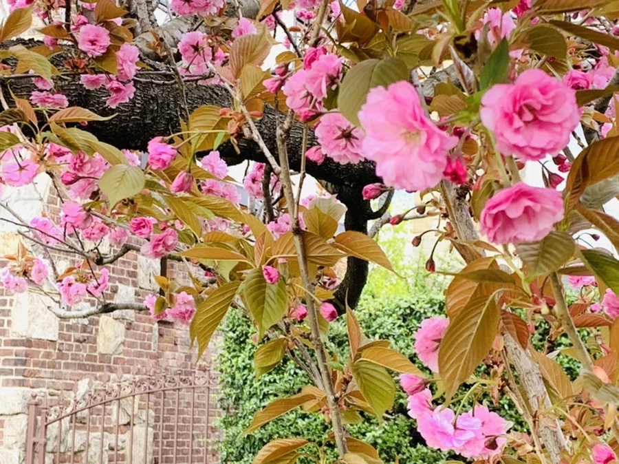 IMG_4425.jpg?type=w966