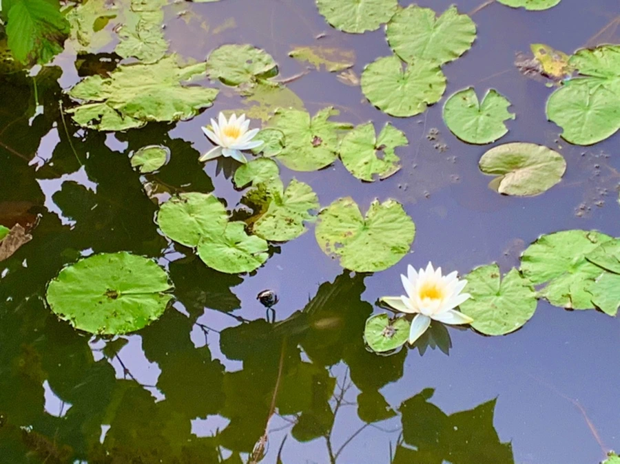 IMG_1068.jpg?type=w966