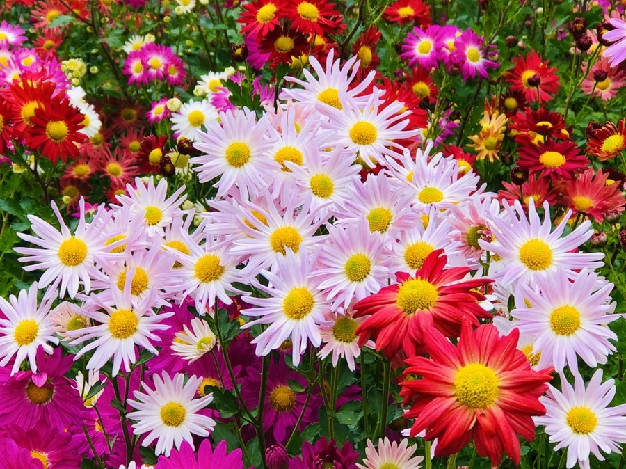 IMG_2747.jpg?type=w966