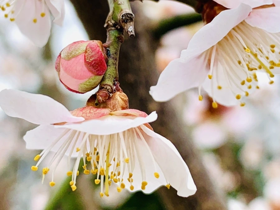 IMG_1699.jpg?type=w966