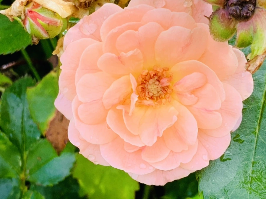 IMG_4512.jpg?type=w966