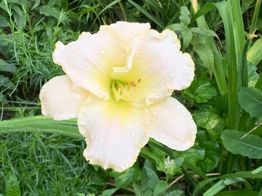 IMG_6882.jpg?type=w966