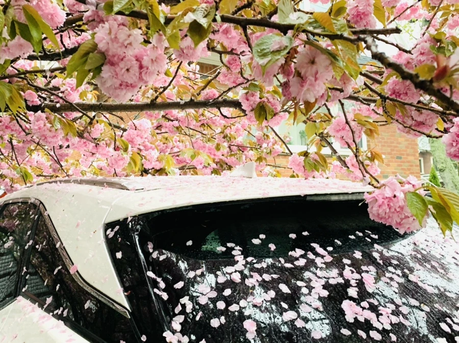 IMG_5242.jpg?type=w966