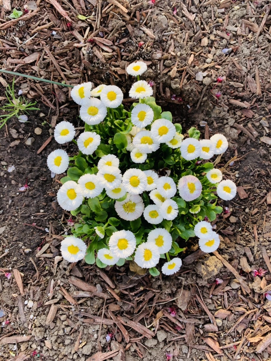 IMG_4063.jpg?type=w966