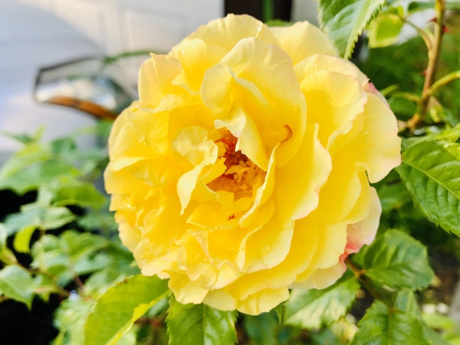 IMG_8072.jpg?type=w966