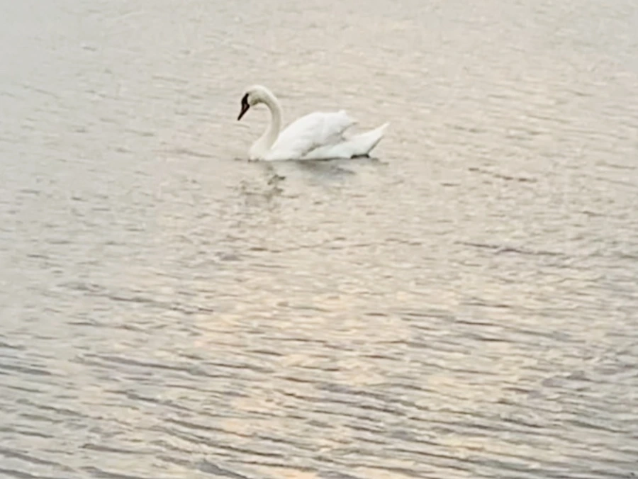 IMG_0353.jpg?type=w966