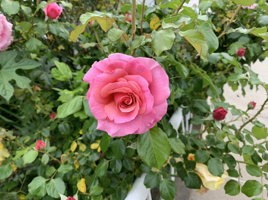 IMG_4879.jpg?type=w966