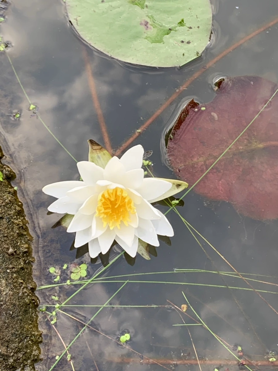 IMG_1863.jpg?type=w966