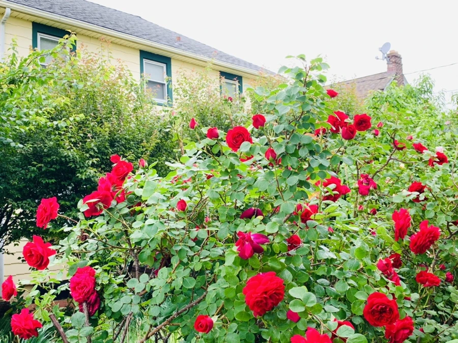 IMG_5992.jpg?type=w966