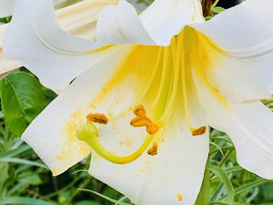 IMG_5936.jpg?type=w966