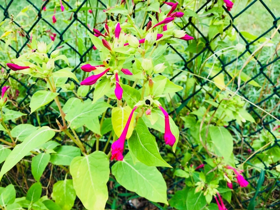 IMG_4692.jpg?type=w966