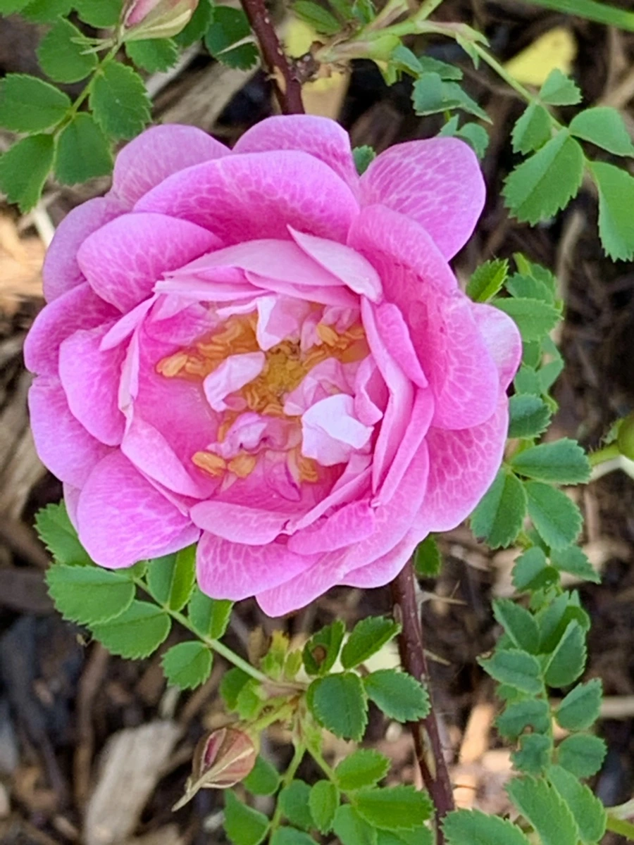 IMG_4311.jpg?type=w966