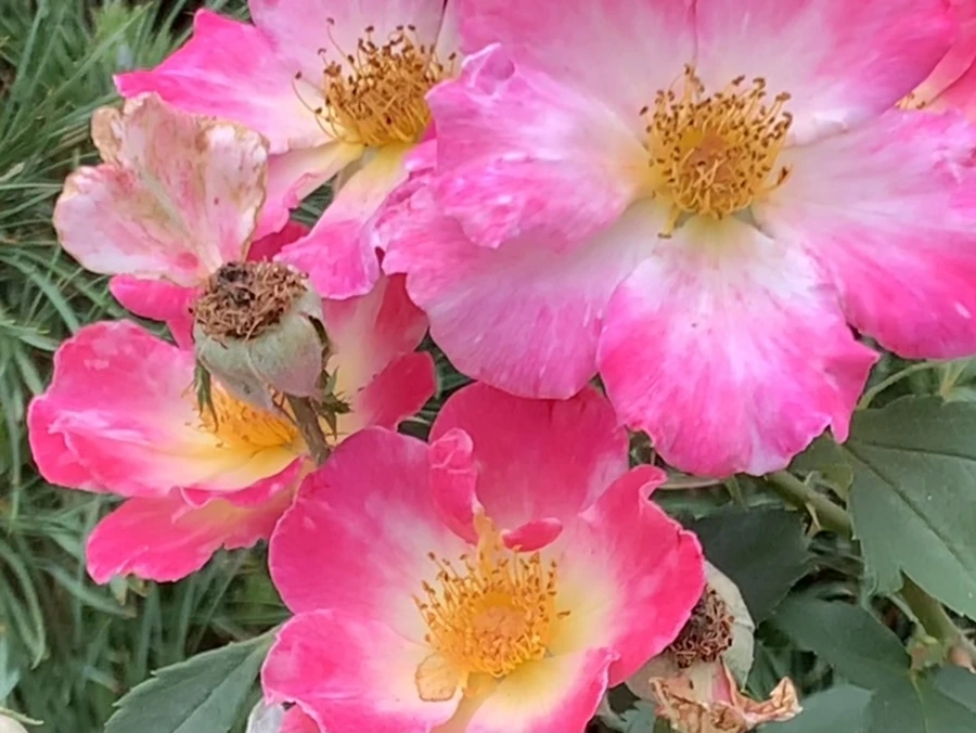 IMG_6082.jpg?type=w966