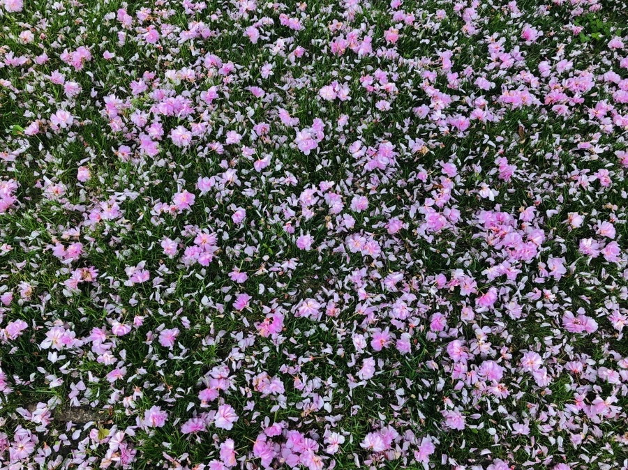 IMG_4077.jpg?type=w966