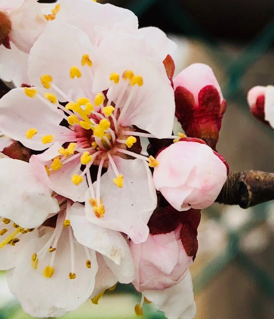 IMG_4120.jpg?type=w966